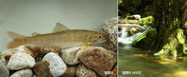 14.열목어 서식지